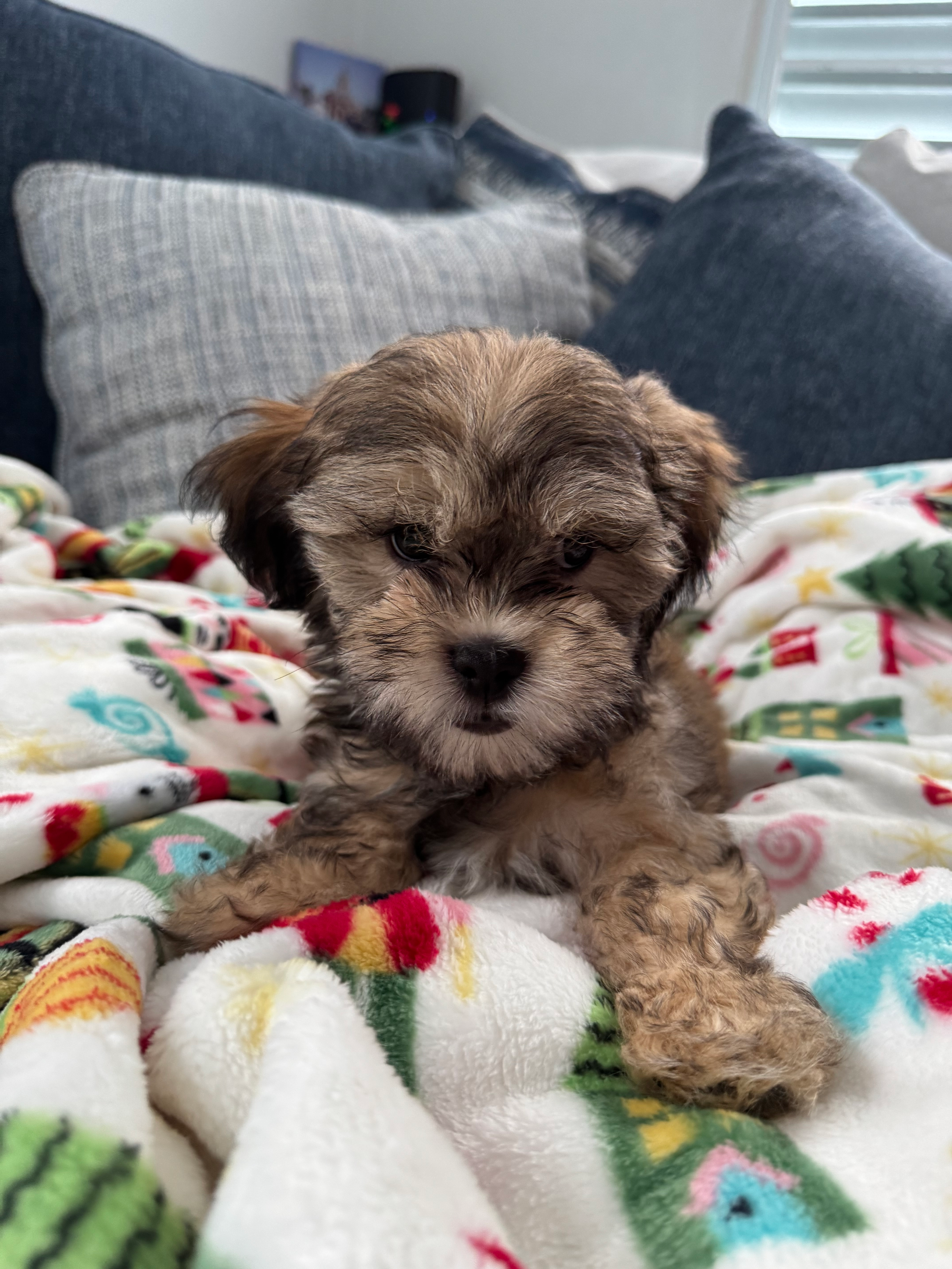 Teddy Bear Pup Being Cute