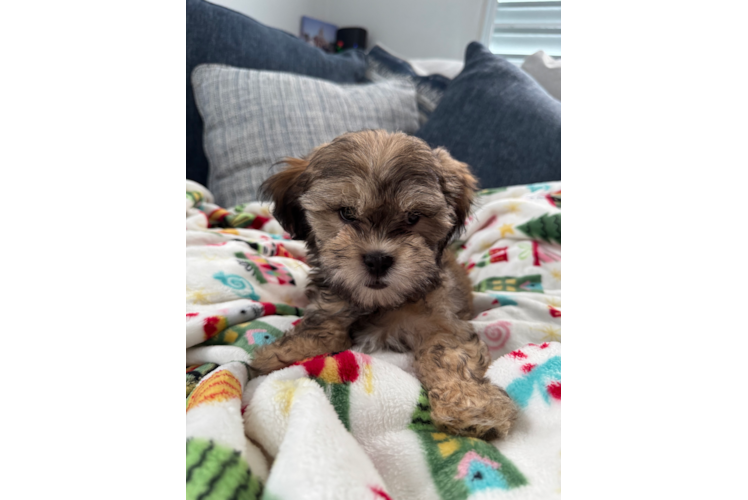 Teddy Bear Pup Being Cute