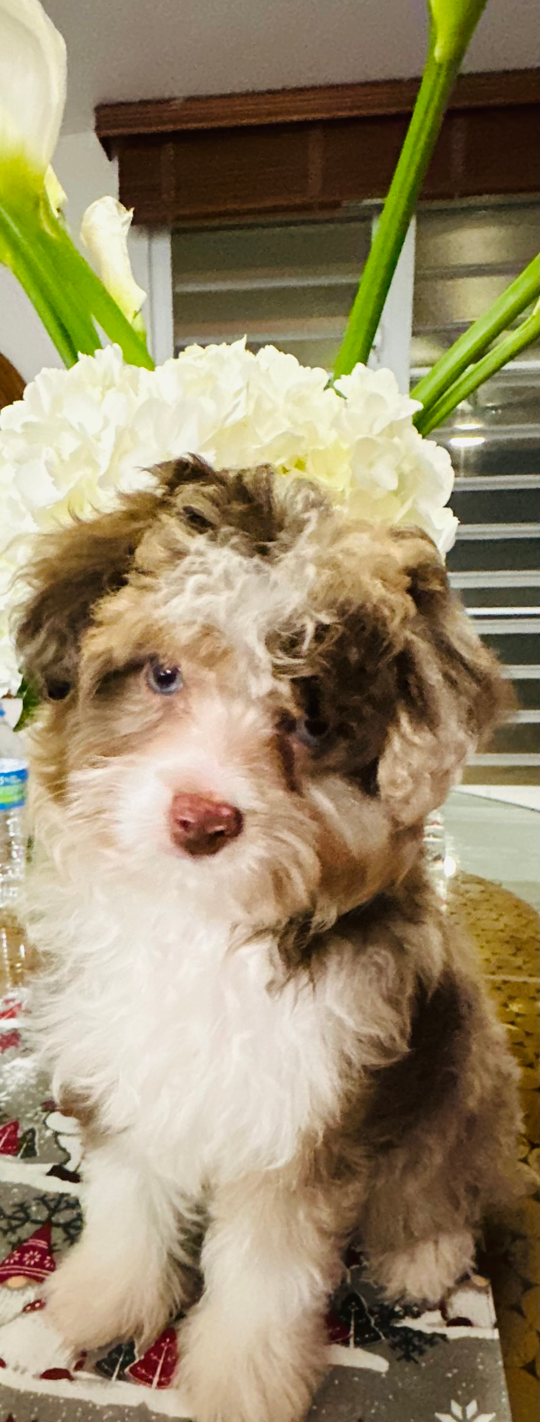 Mini Aussiedoodle Pup Being Cute