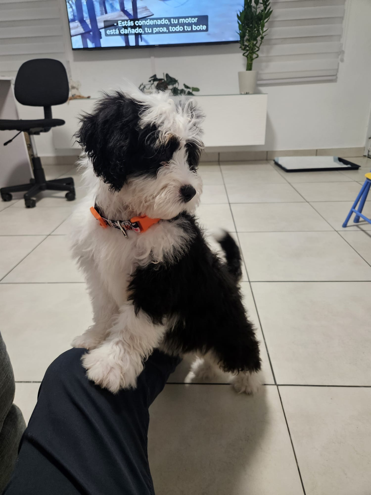 Cute Mini Bernadoodle Poodle Mix Puppy