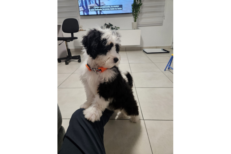 Cute Mini Bernadoodle Poodle Mix Puppy