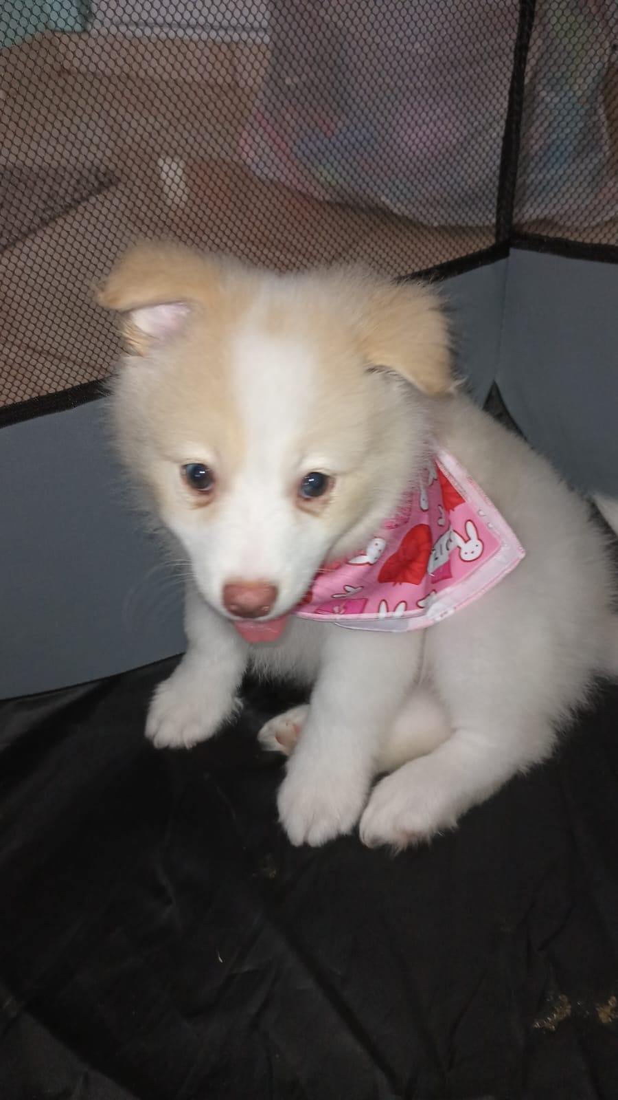Pomsky Pup Being Cute