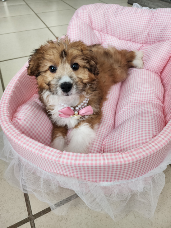 Mini Aussiedoodle