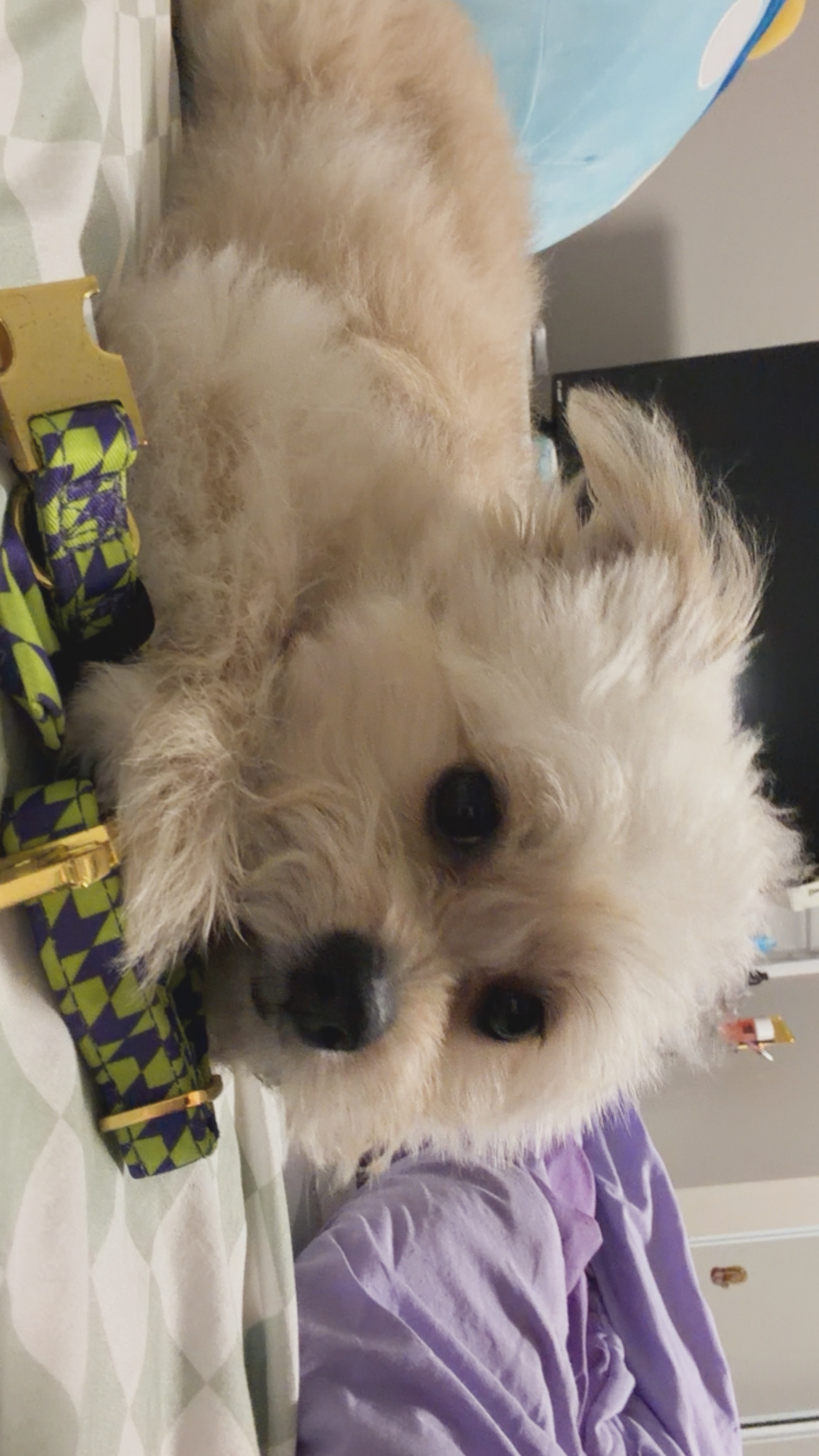 Pomachon Puppy for Adoption