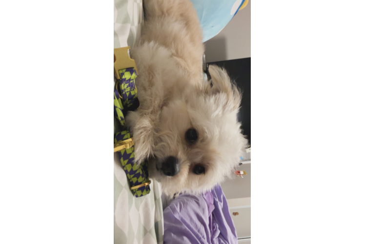 Pomachon Puppy for Adoption