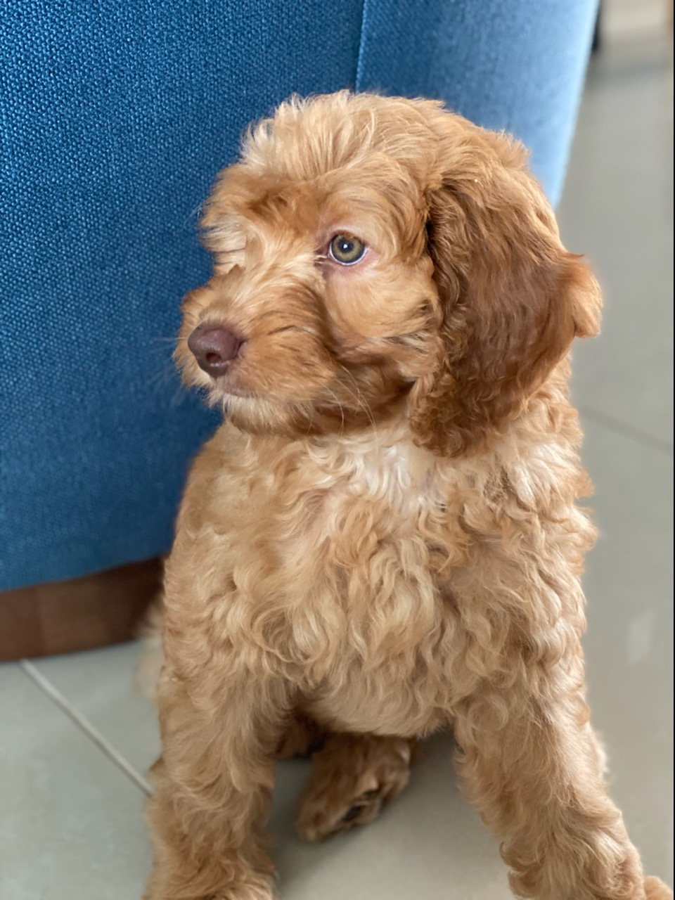 Mini Goldendoodle Puppy for Adoption