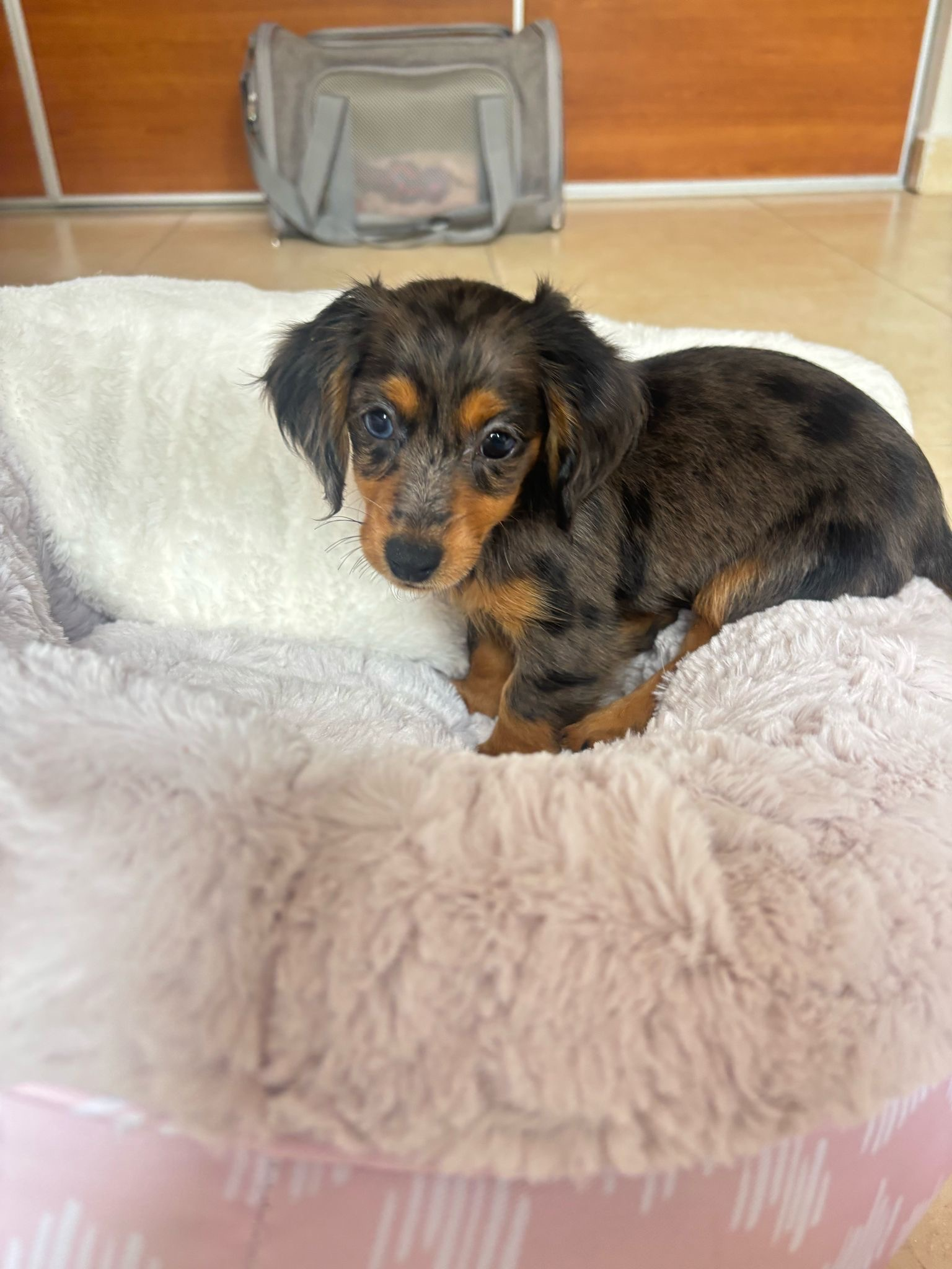 Cute Doxie Purebred Puppy