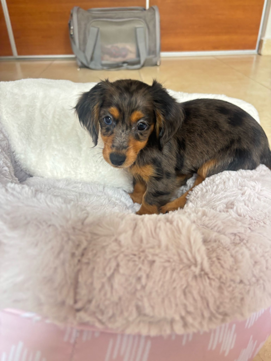 Dachshund