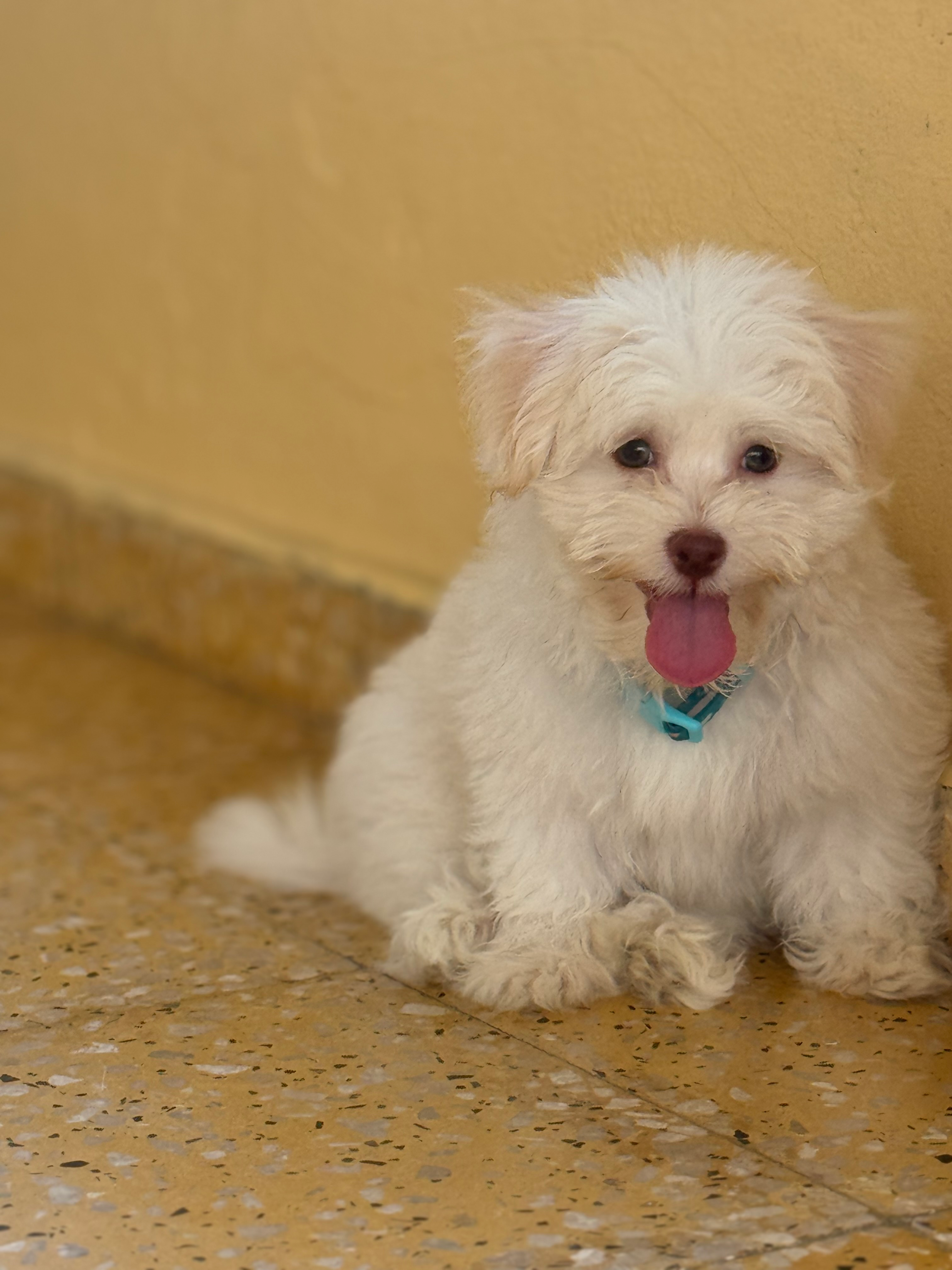 Adorable Havanese Purebred Puppy