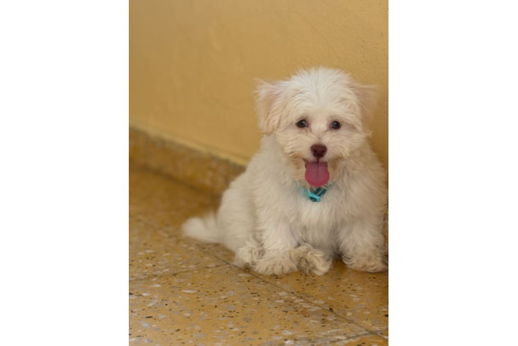 Adorable Havanese Purebred Puppy