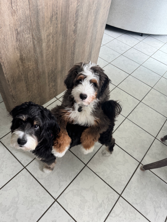 Mini Bernedoodle