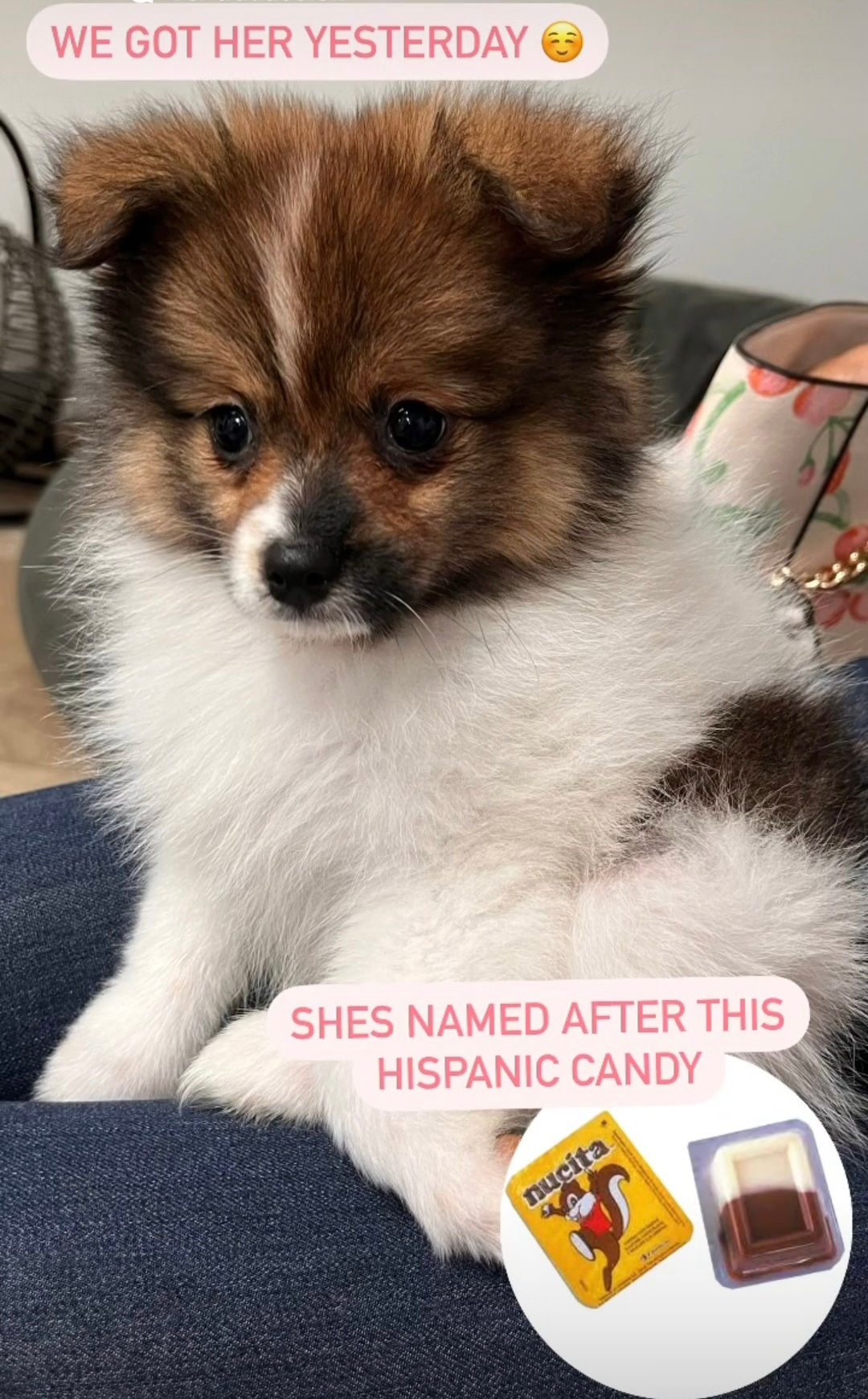 Best Pomeranian Baby