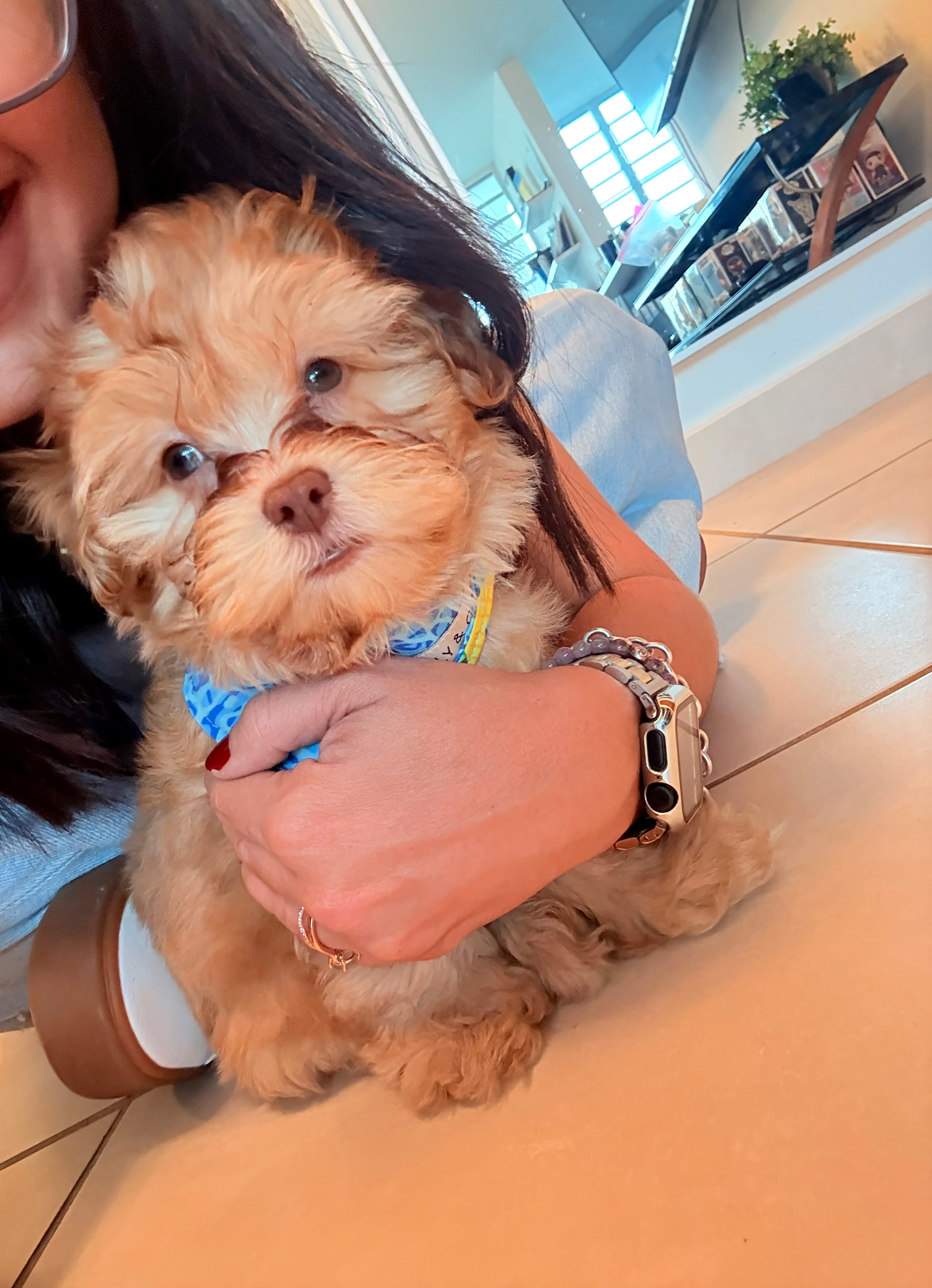 Best Shih Poo Baby