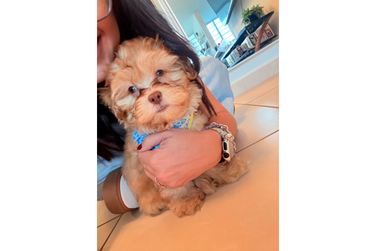 Best Shih Poo Baby