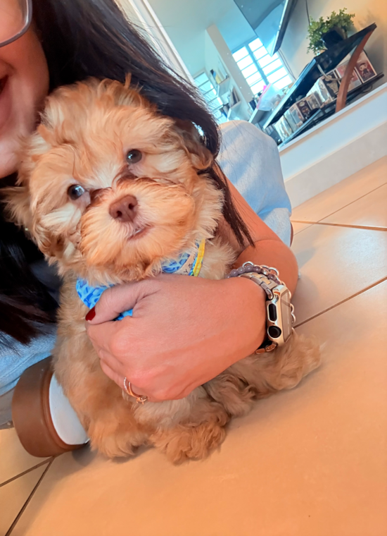 Shih Poo