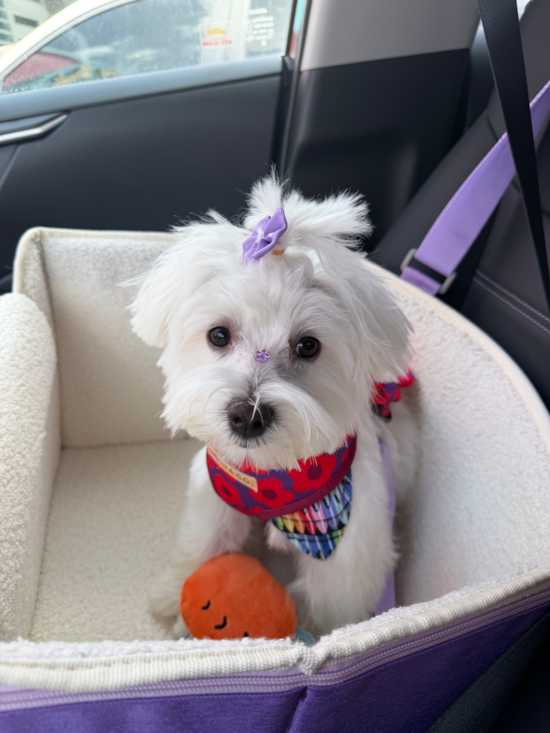 Maltese