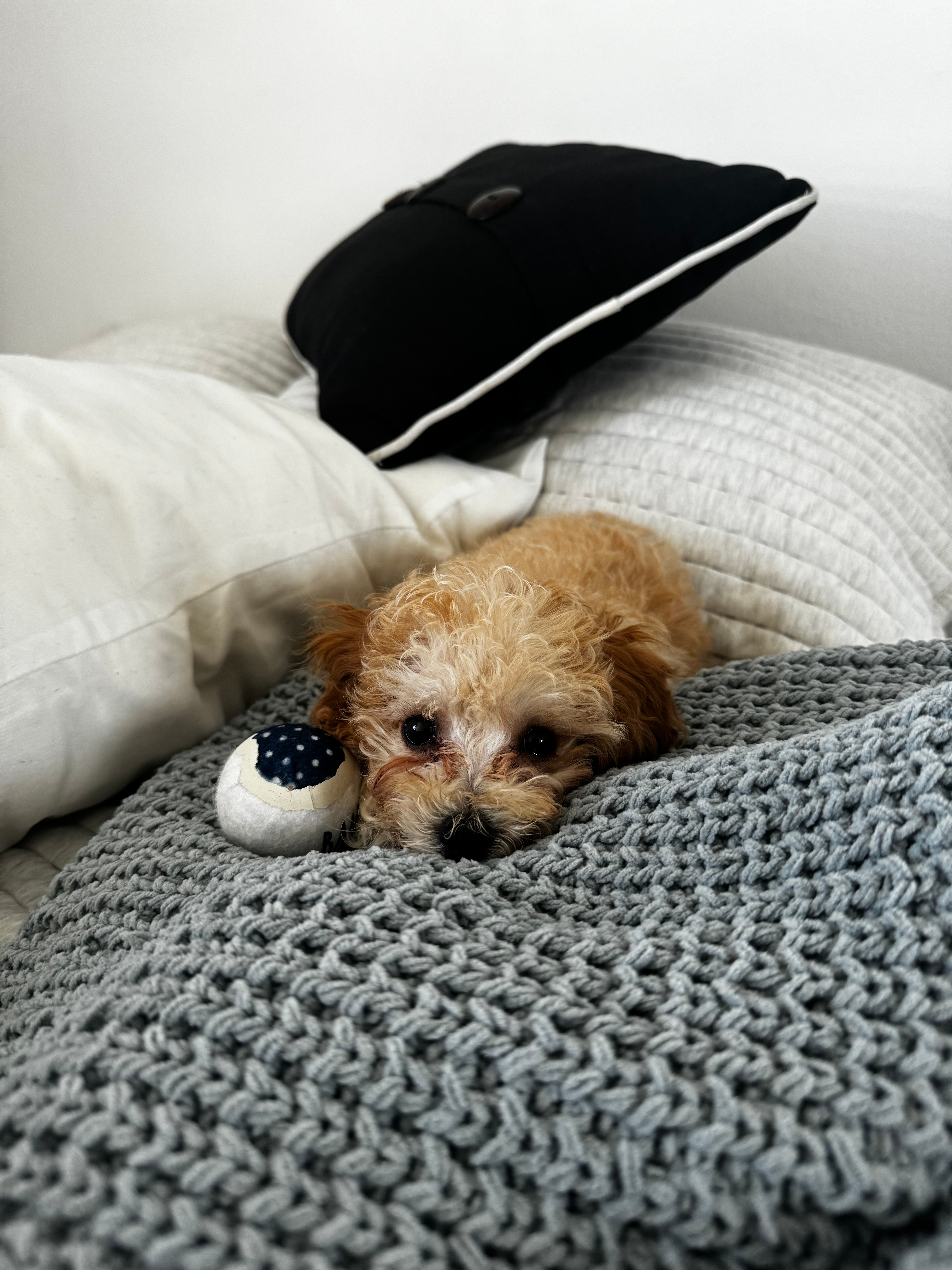Poochon Puppy for Adoption