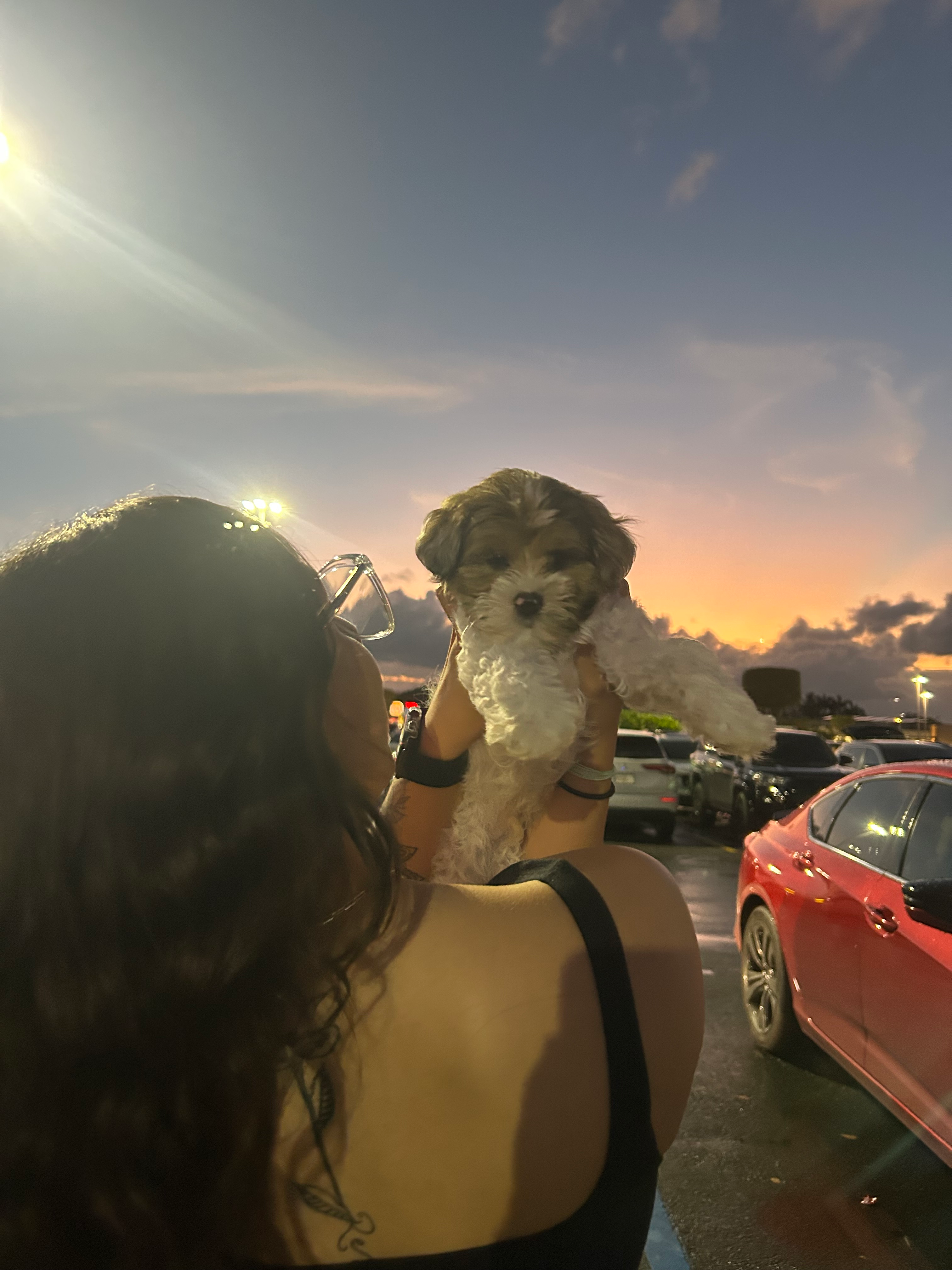 Cute Shih Poo Baby