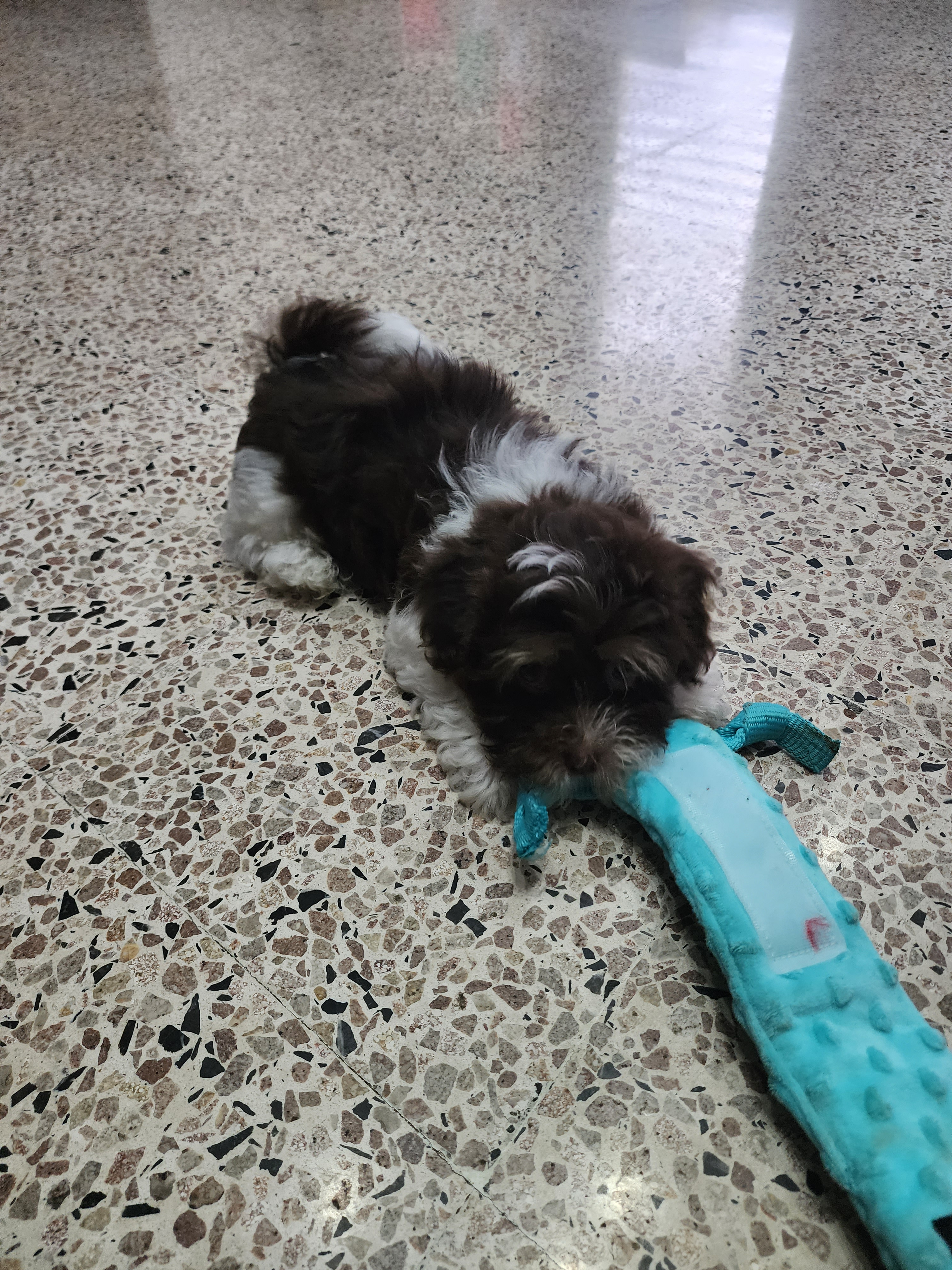 Havanese Pup Being Cute