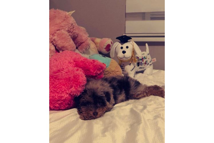 Poodle Puppy for Adoption