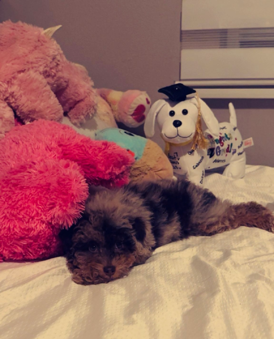 Poodle