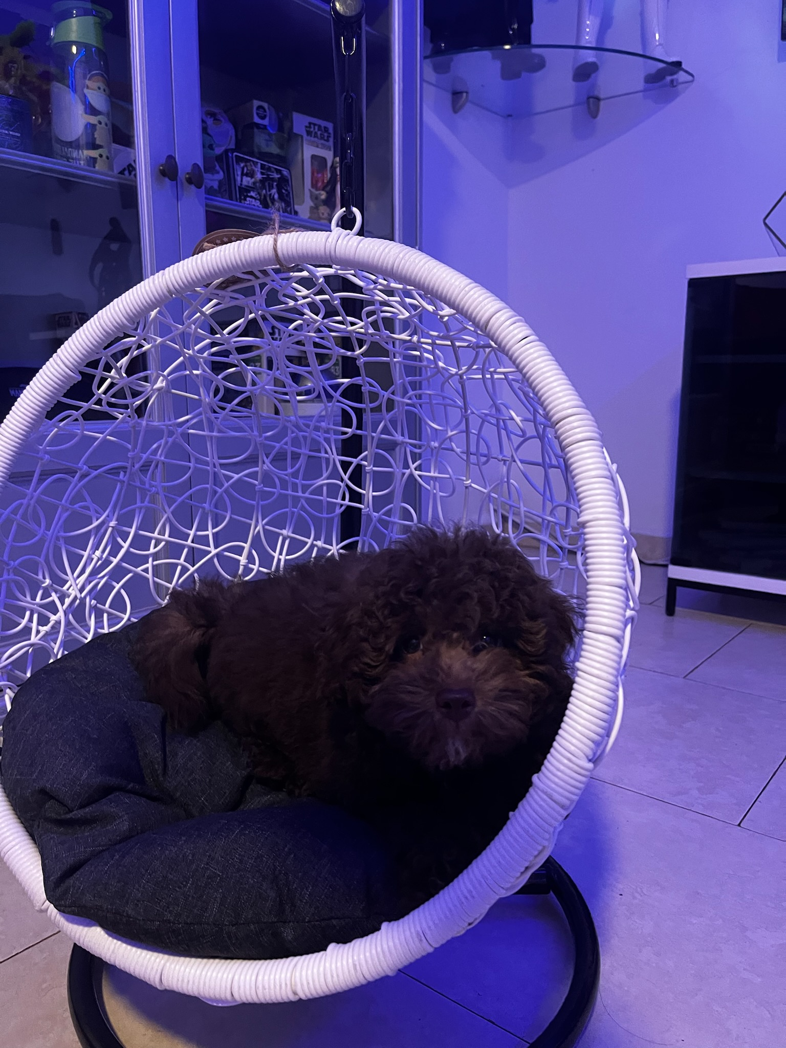 Havapoo Pup Being Cute
