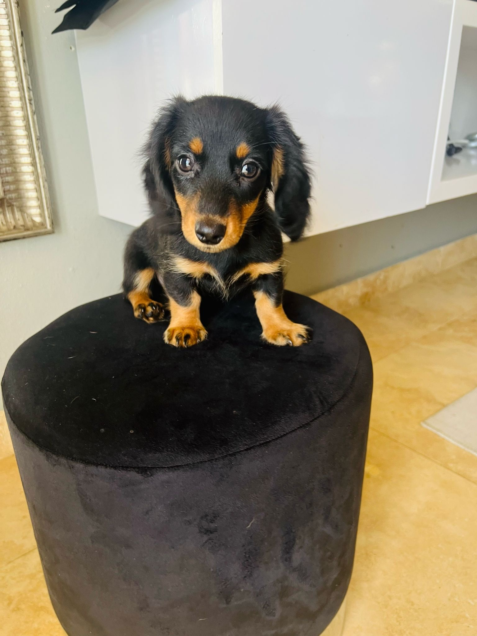 Cute Dachshund Purebred Pup