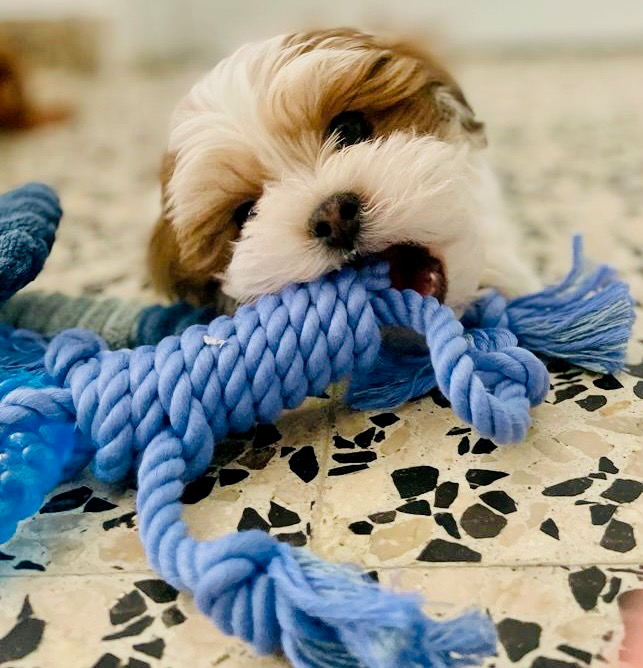 Playful Shitzu Designer Puppy