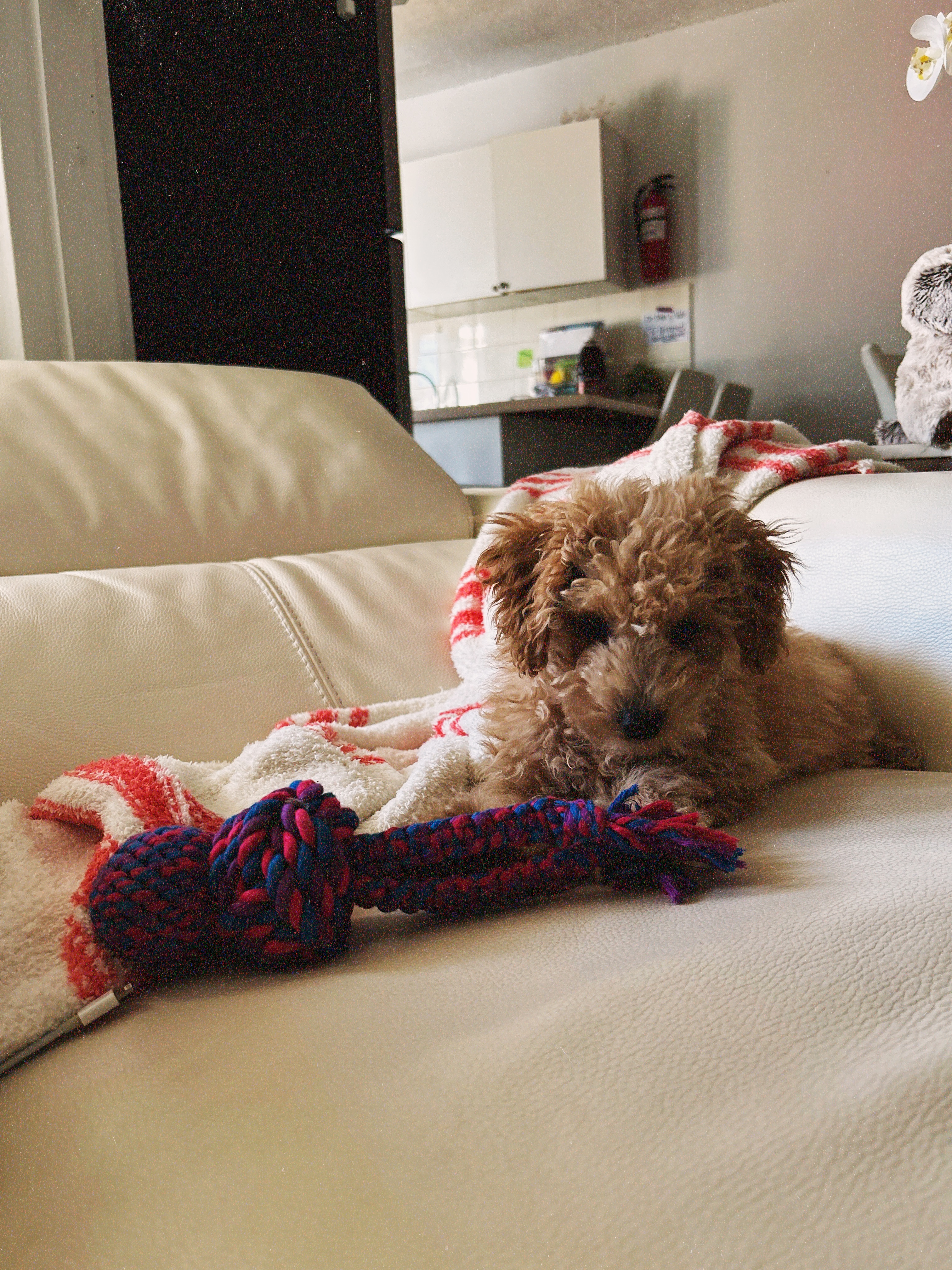 Best Poochon Baby