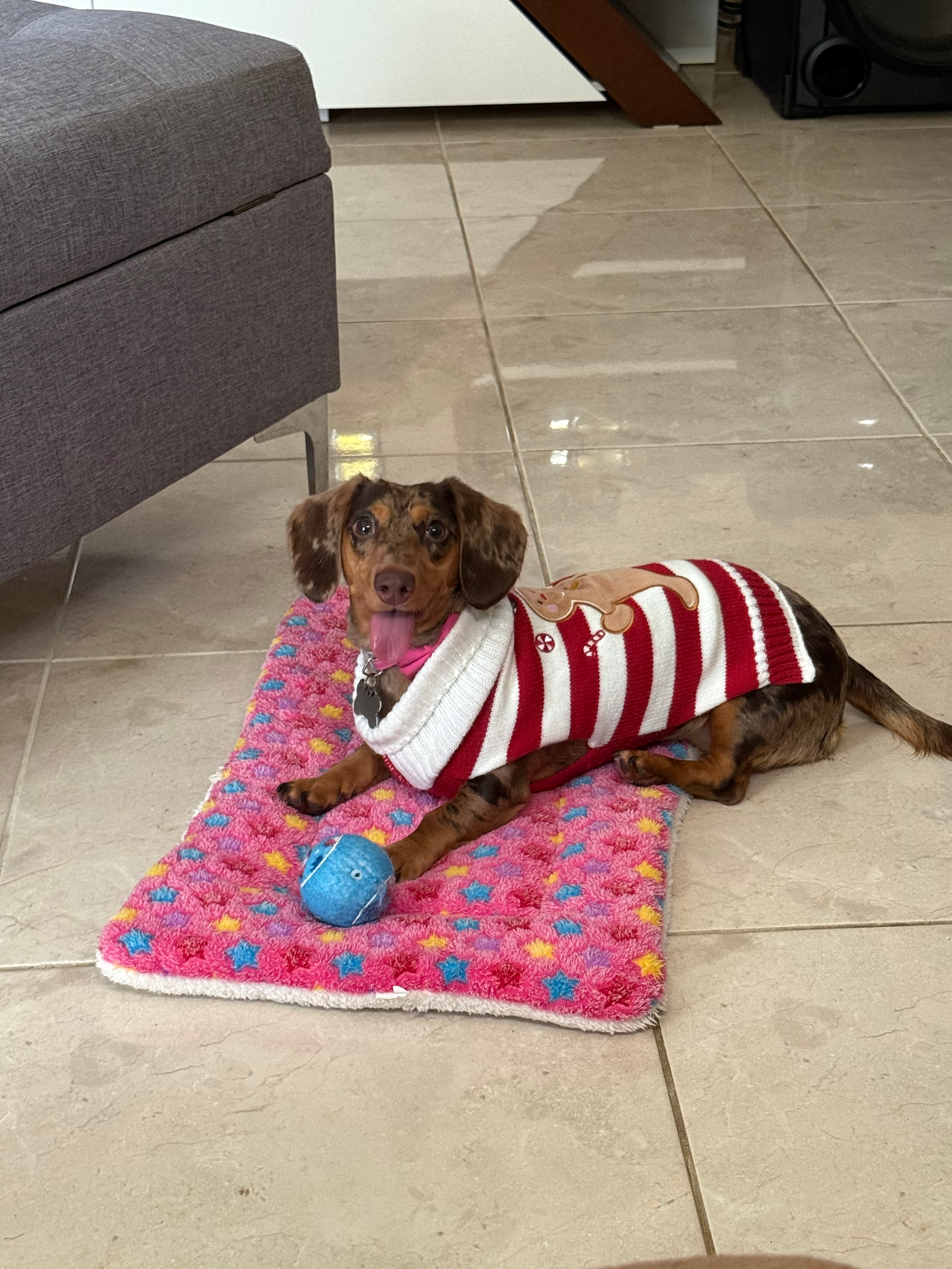 Cute Dachshund Purebred Puppy
