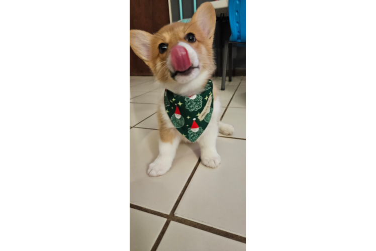 Pembroke Welsh Corgi Puppy for Adoption