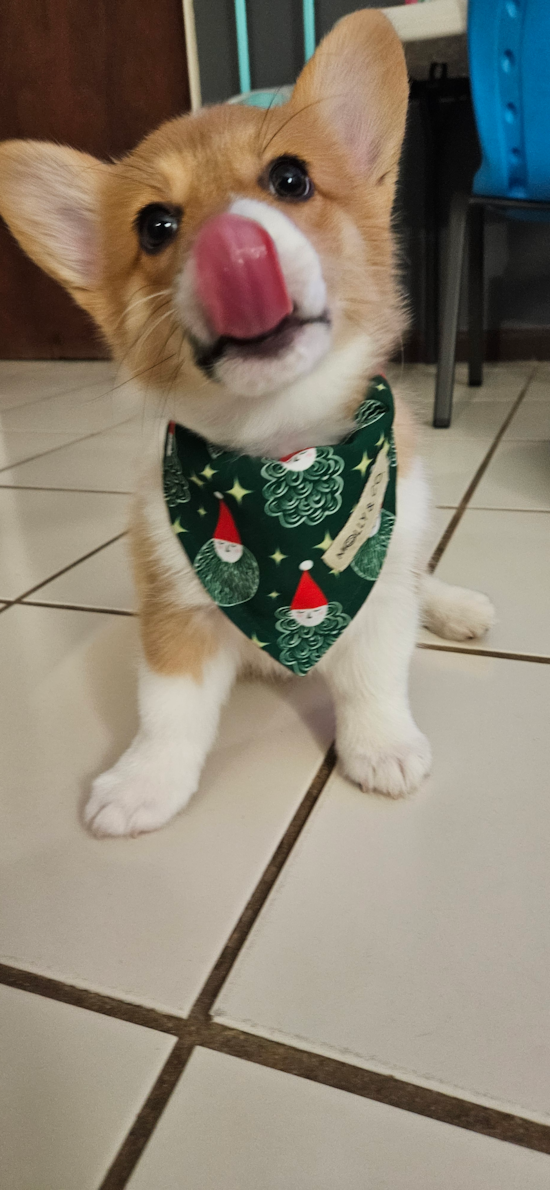 Pembroke Welsh Corgi