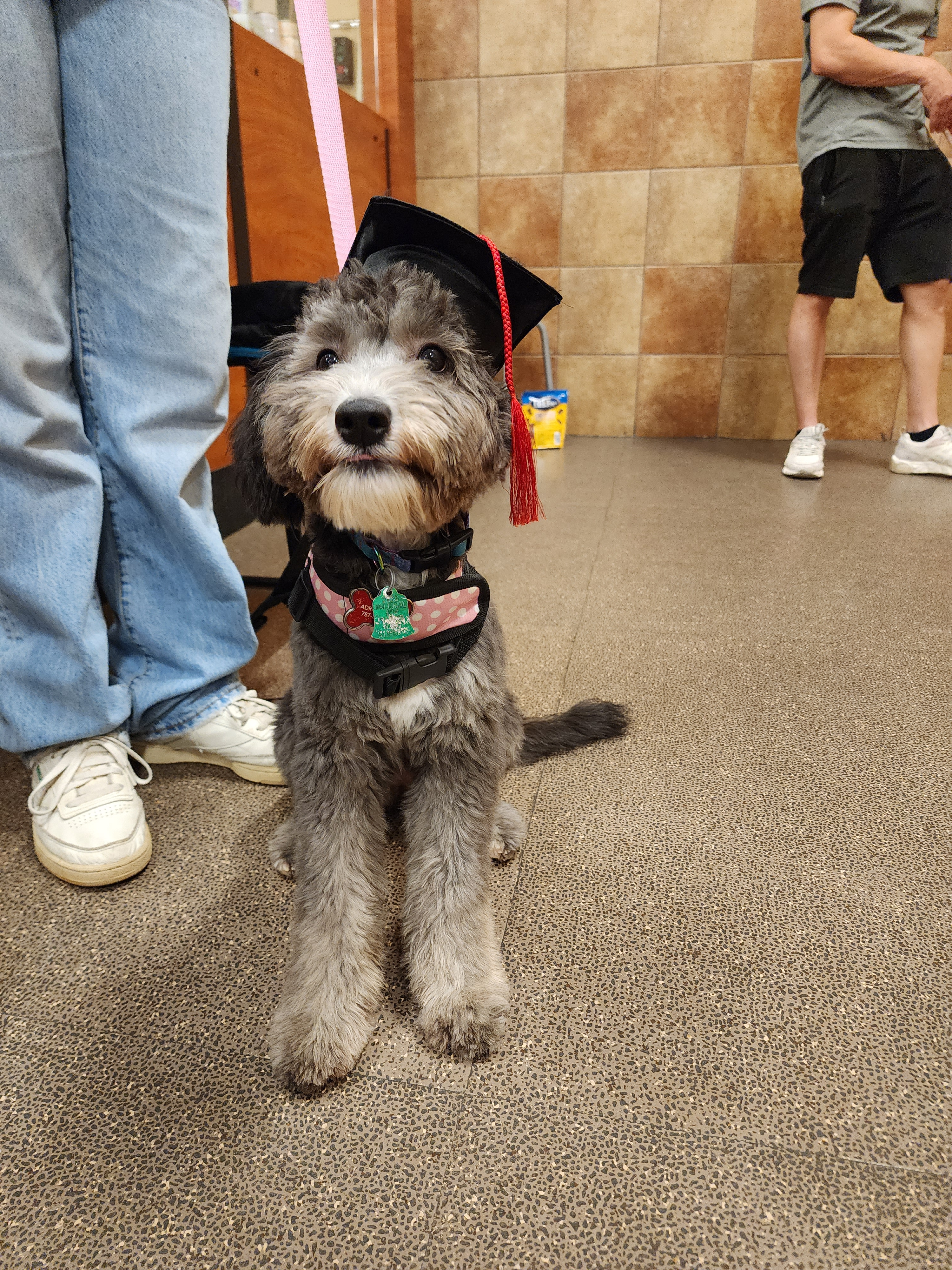 Mini Sheepadoodle Pup Being Cute