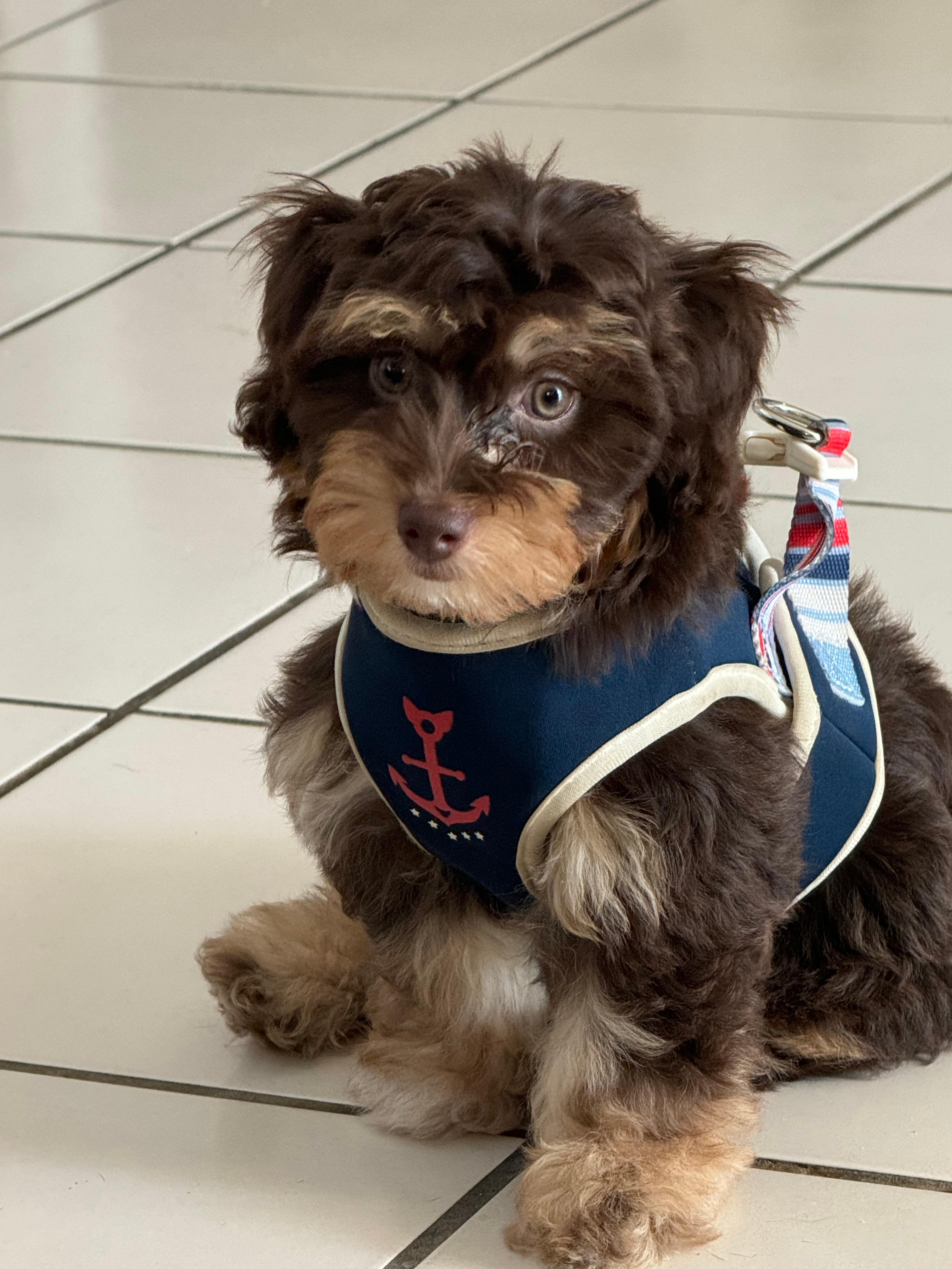 Energetic Aussie Poo Poodle Mix Puppy