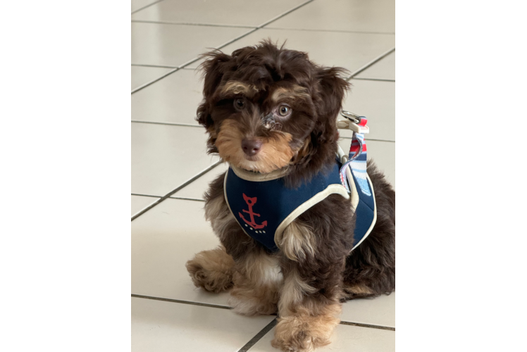 Energetic Aussie Poo Poodle Mix Puppy