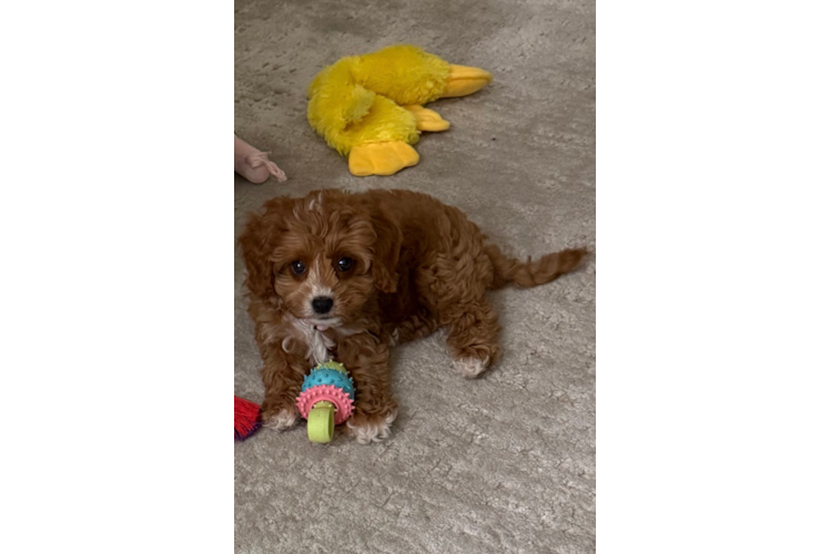 Cavapoo Pup Being Cute