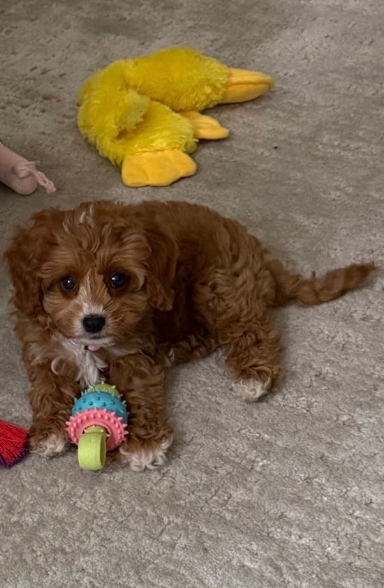 Cavapoo
