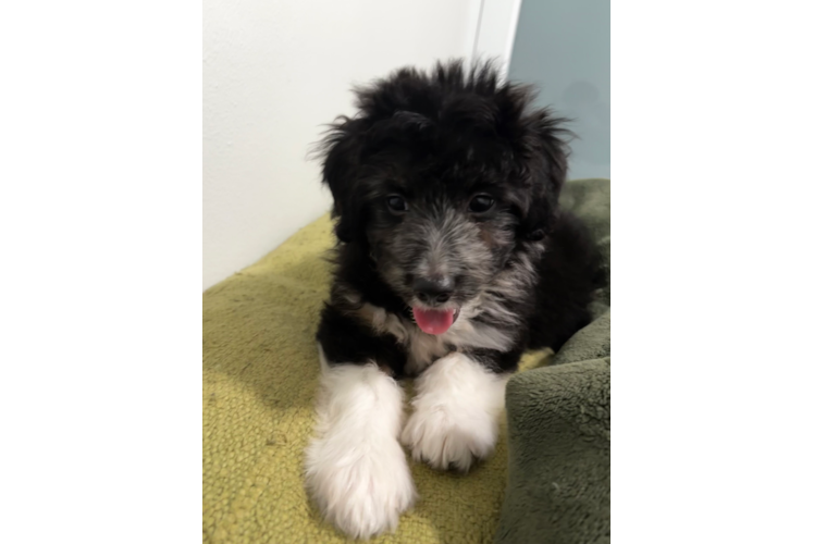 Mini Aussiedoodle Puppy for Adoption