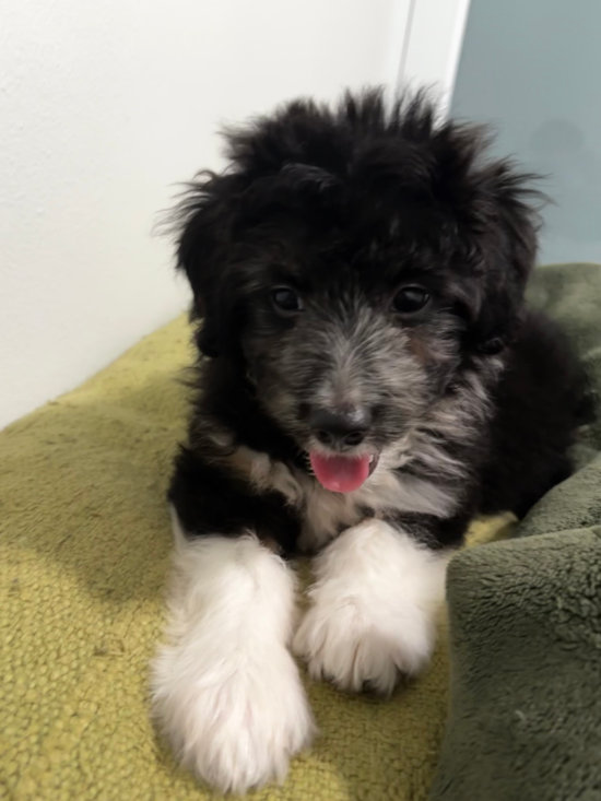 Mini Aussiedoodle