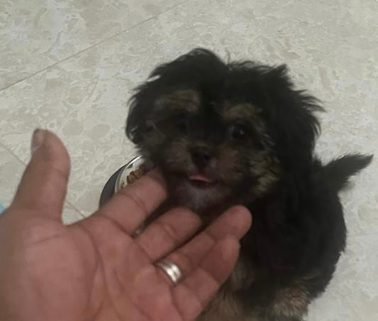 Playful Shih Poo Poodle Mix Puppy