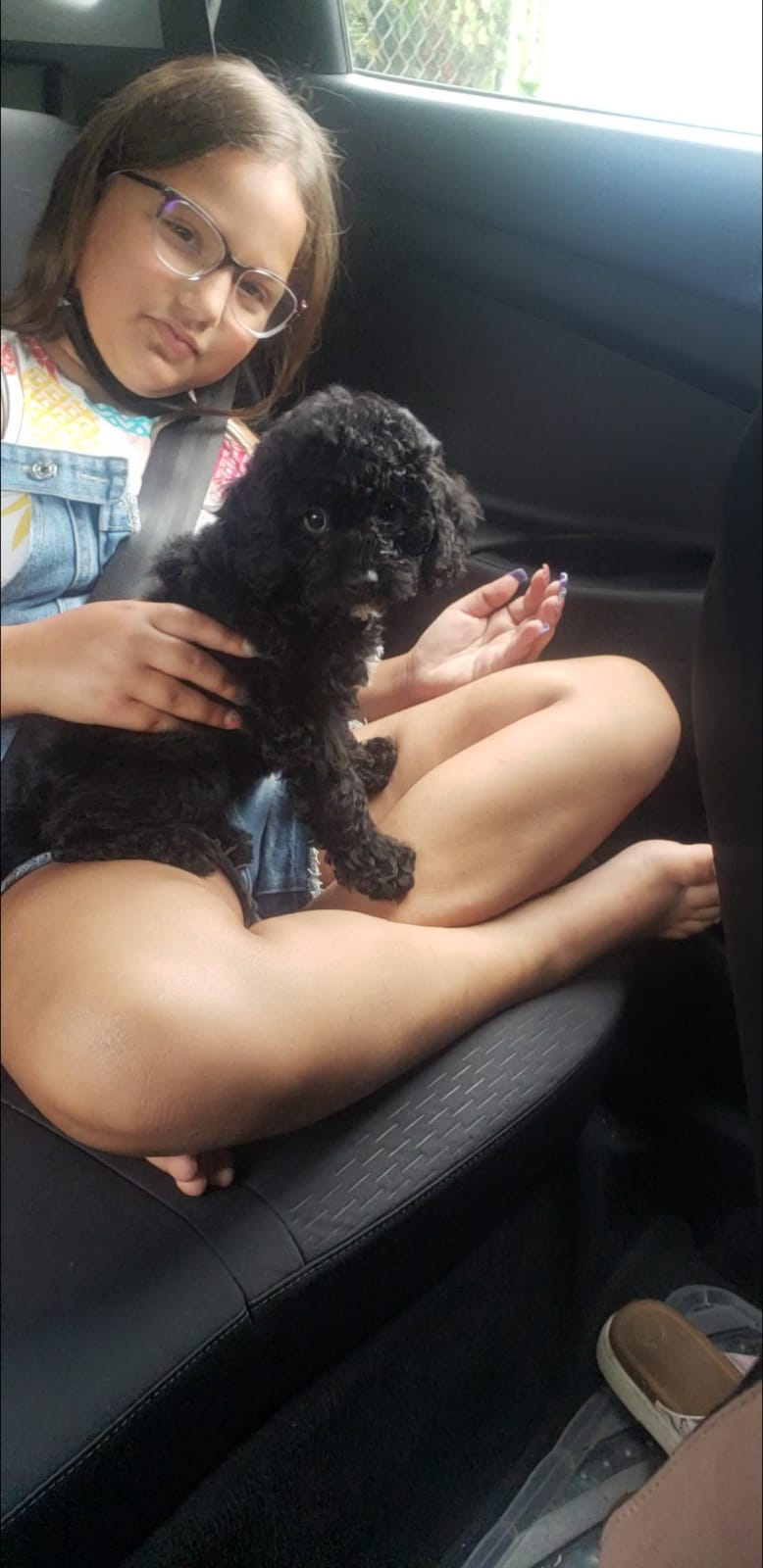 Cockapoo Puppy for Adoption
