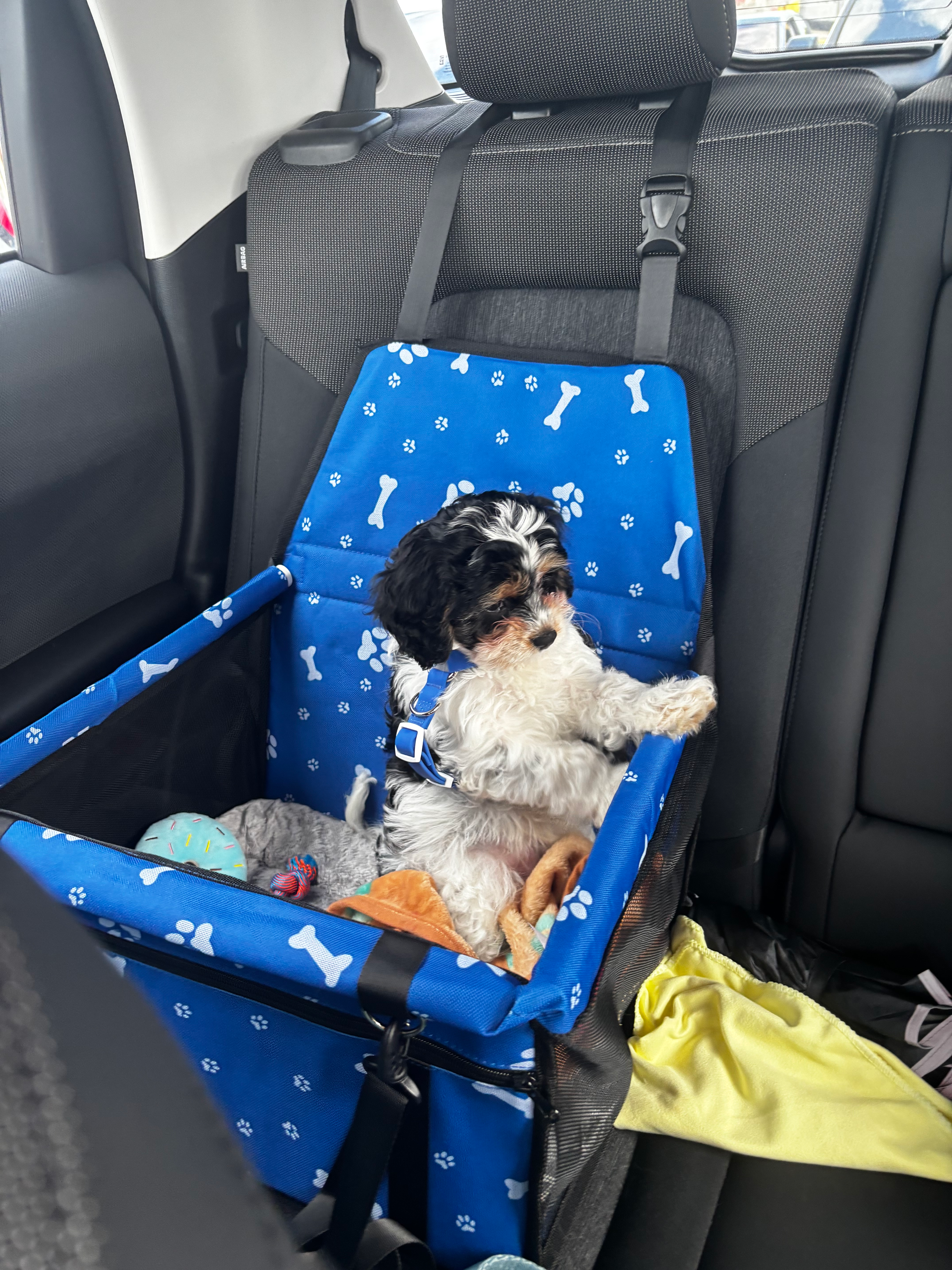 Cavapoo Puppy for Adoption
