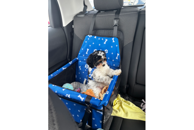 Cavapoo Puppy for Adoption