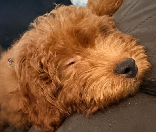 Mini Goldendoodle