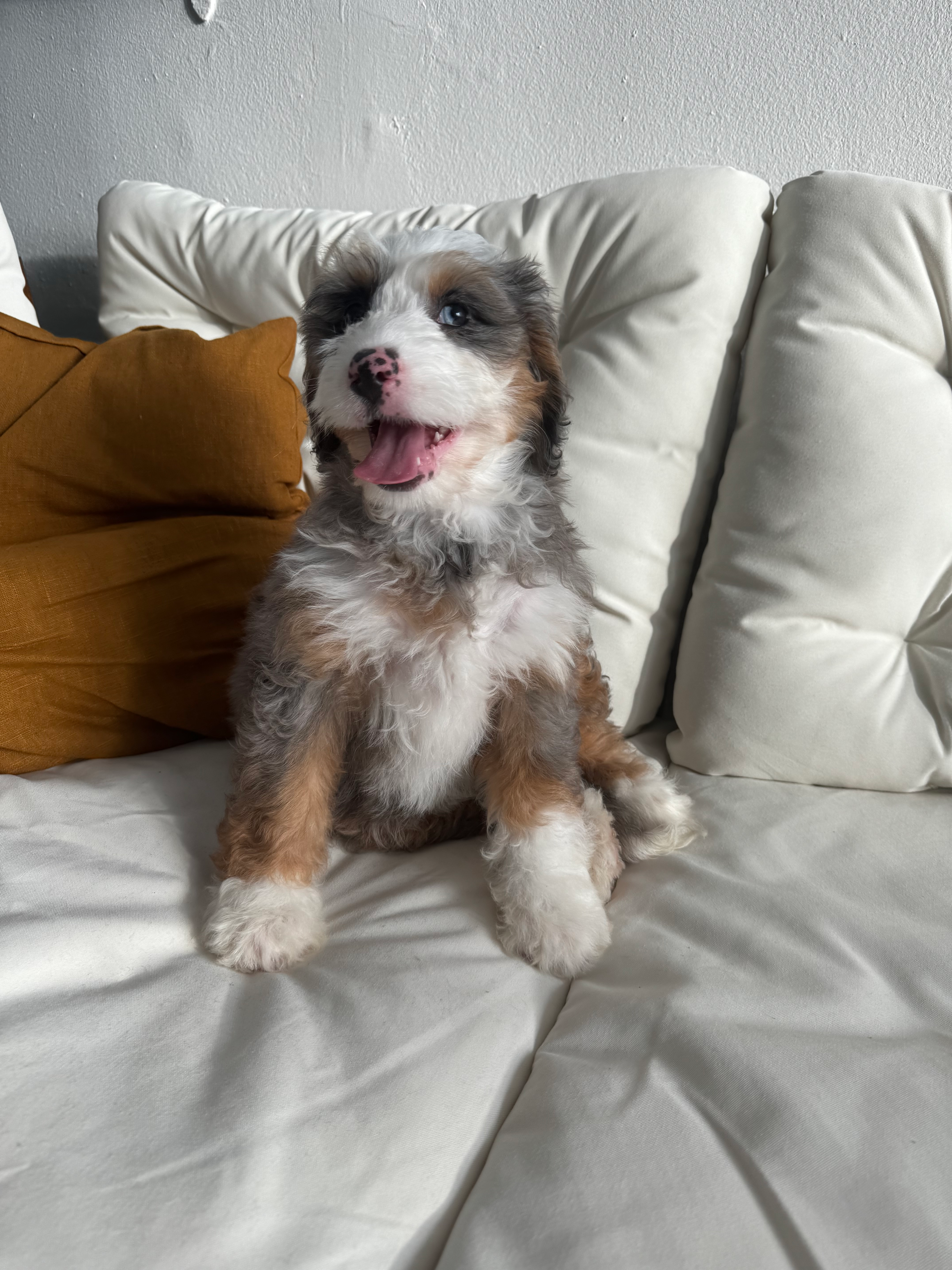Best Mini Bernedoodle Baby