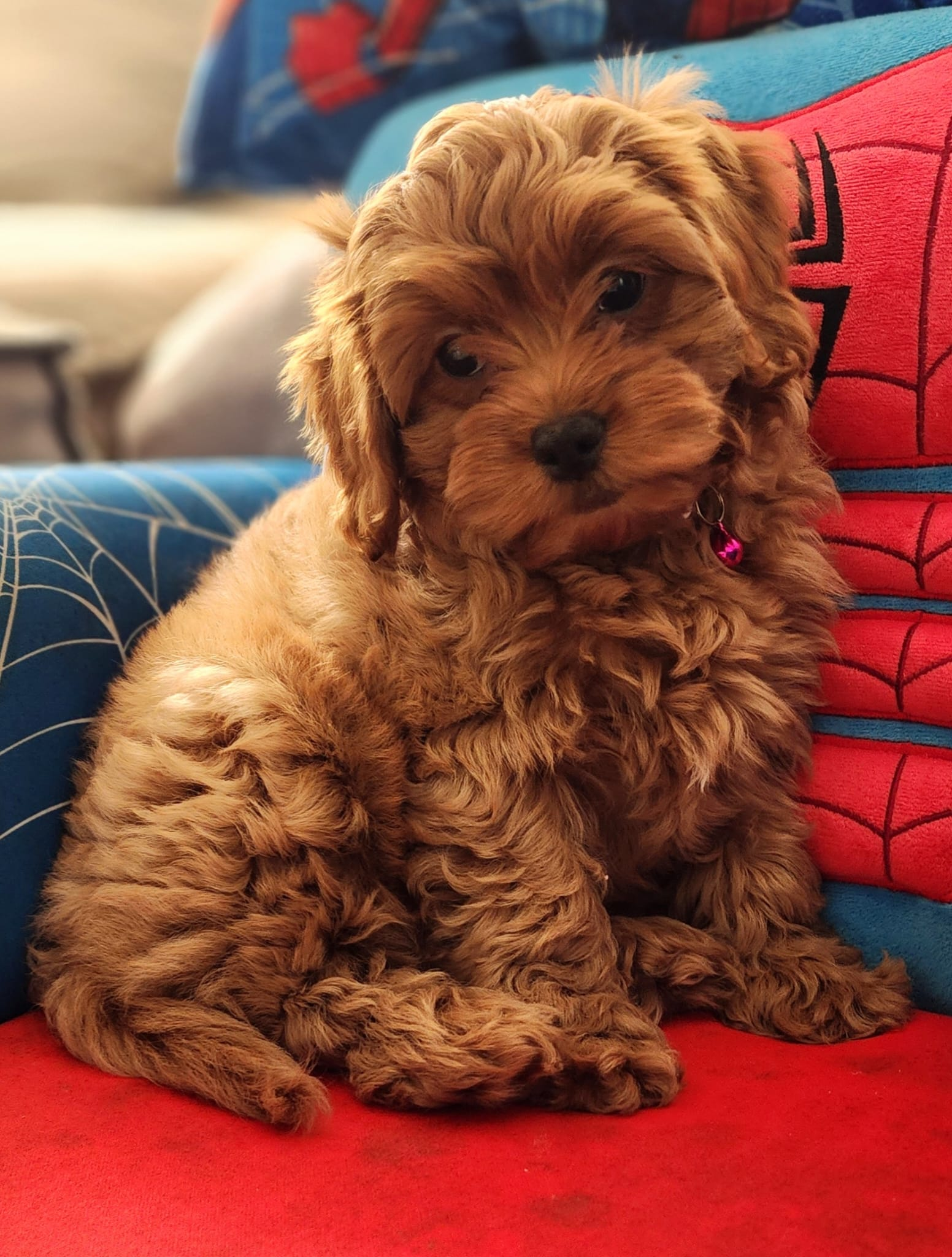Cavapoo Puppy for Adoption