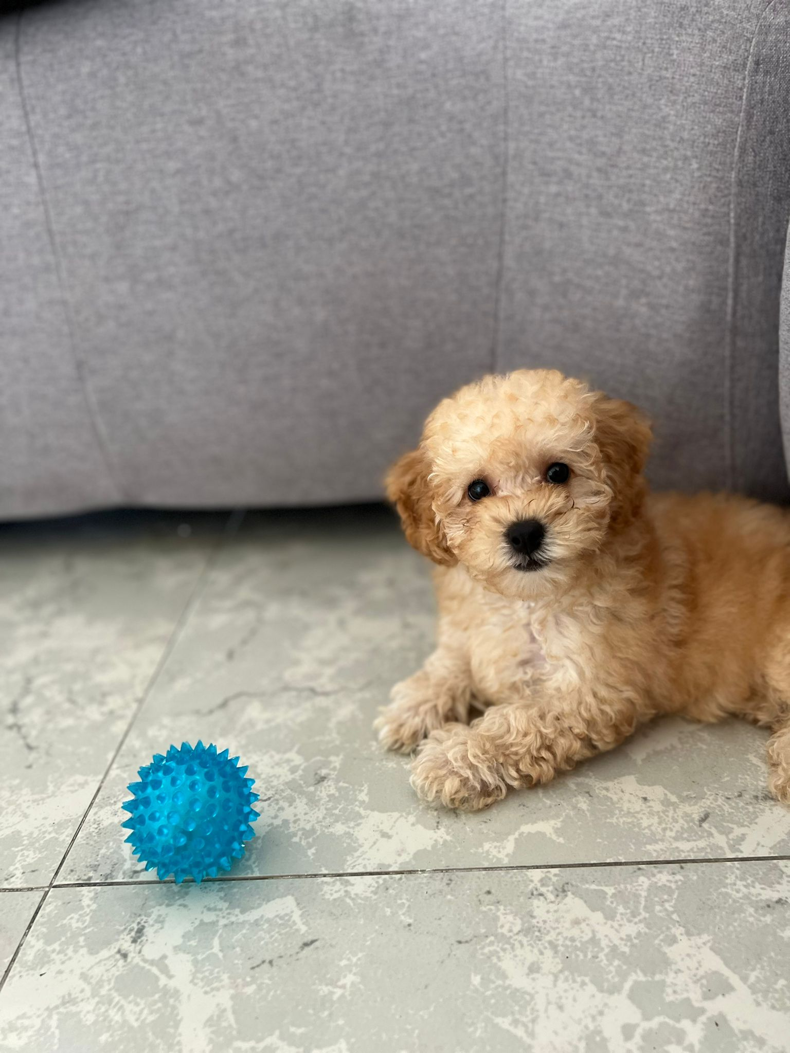 Poodle Puppy for Adoption