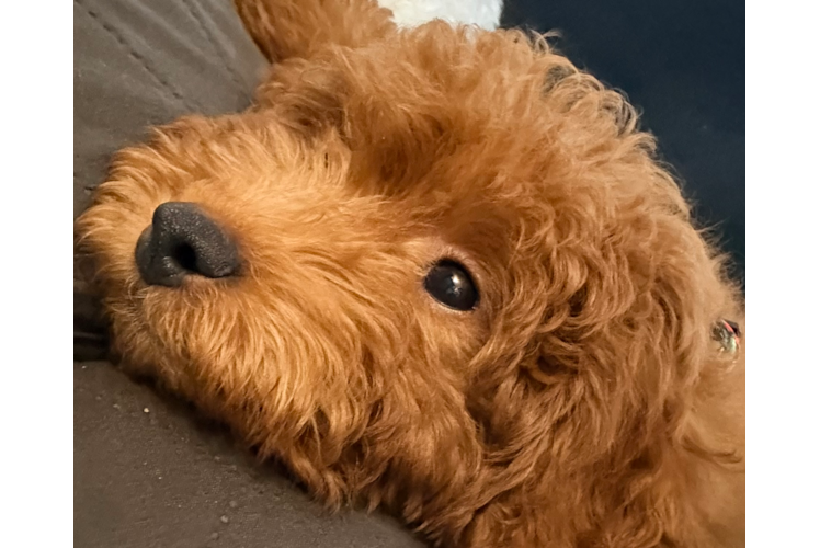 Best Mini Goldendoodle Baby