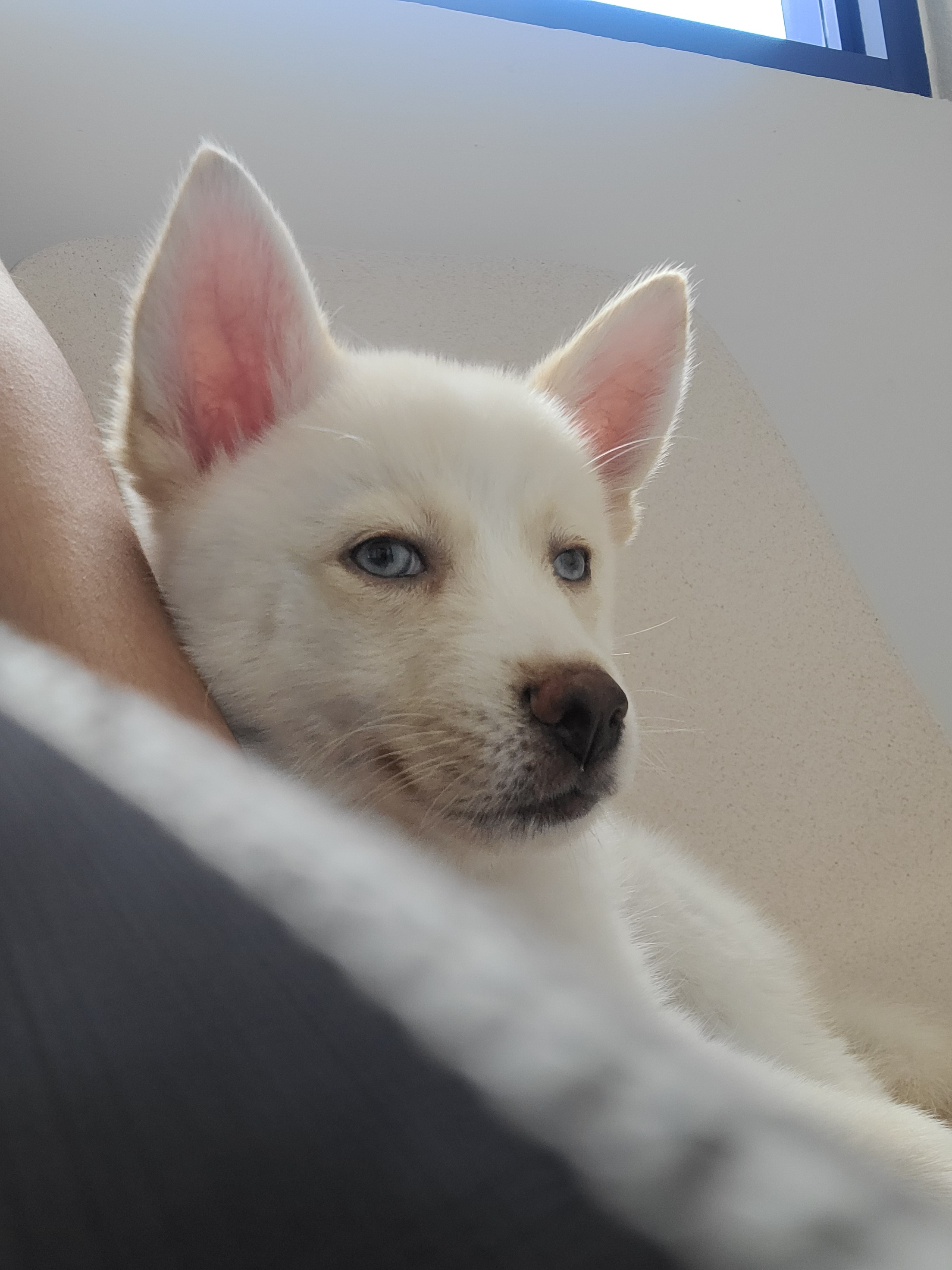 Cute Pomsky Designer Pup