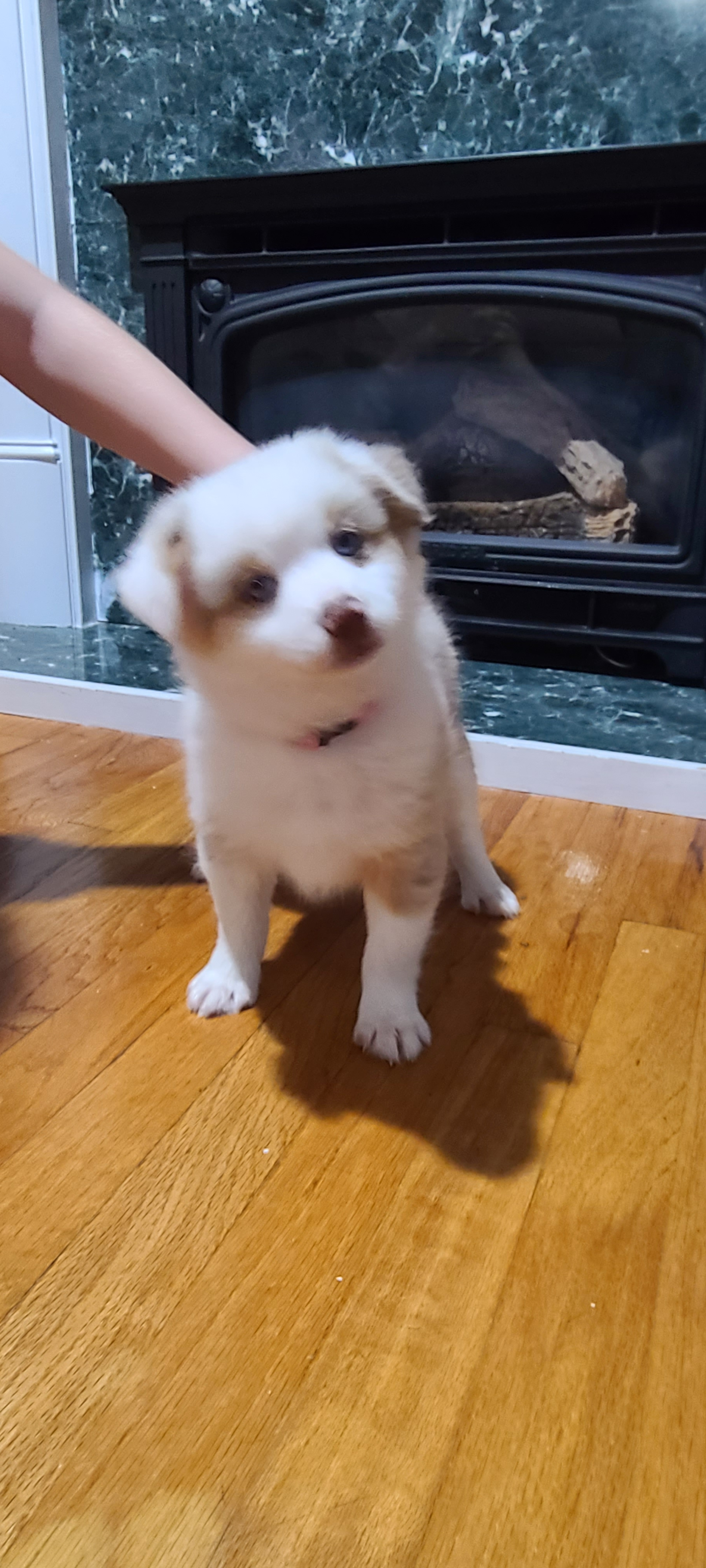 Energetic Mini Husky Designer Puppy